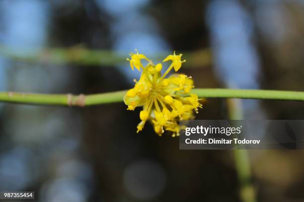 Spring Satar 261 Satar Stock Photos, High-Res Pictures, and Images - Getty Images