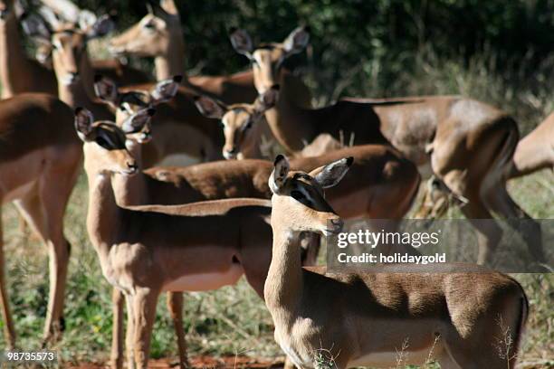 springbok - madikwe game reserve stock pictures, royalty-free photos & images