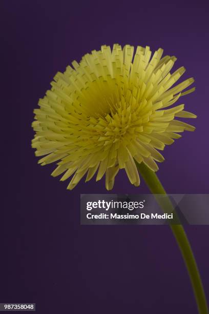 taraxacum officinale - medici stock pictures, royalty-free photos & images