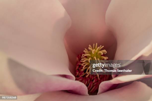 sugar magnolia - estigma imagens e fotografias de stock