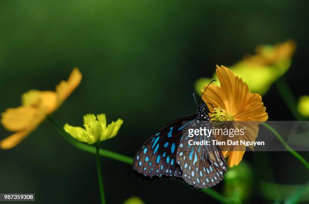 butterfly - dat photos et images de collection