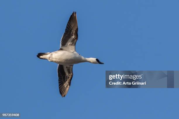 Smew In Flight 192 Smew Duck Stock Photos, High-Res Pictures, and Images - Getty Images