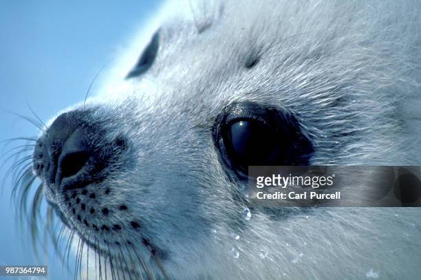 frozen tears of baby harp seal - harp seal stock pictures, royalty-free photos & images