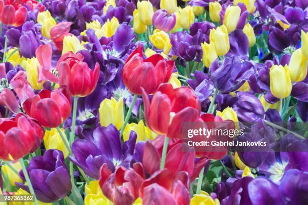 les fleurs at place desjardins - tulips - bouquet de fleurs imagens e fotografias de stock
