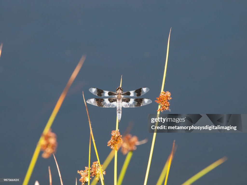 Common Whitetail