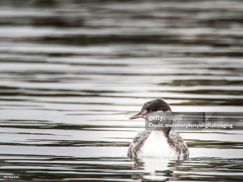 Horned Grebe