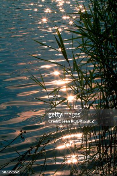 etoiles filantes - etoiles stockfoto's en -beelden