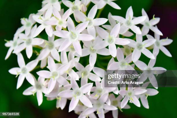 17 Santan Flower Stock Photos, High-Res Pictures, and Images