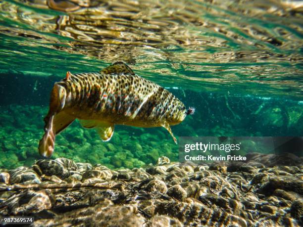 halfmoon brown - ichthyology stock pictures, royalty-free photos & images