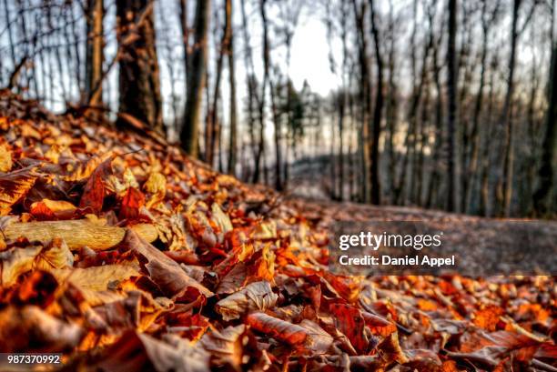 autumn leaves - appel stock pictures, royalty-free photos & images