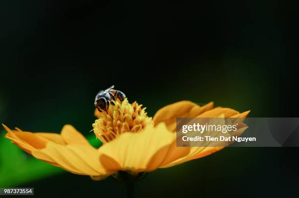 bee n flower - bee nguyen stock-fotos und bilder