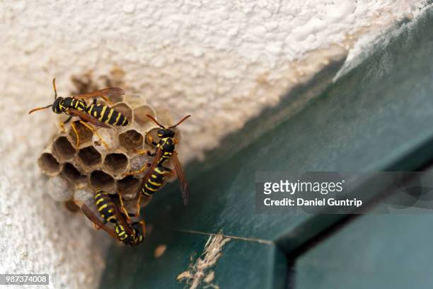 the hive - wasps ストックフォトと画像