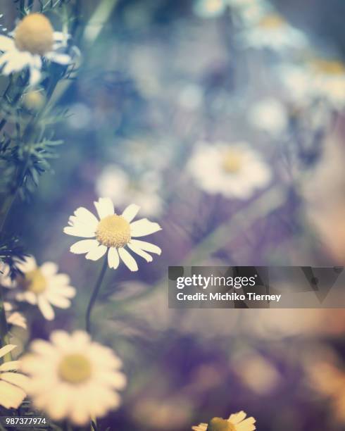 chamomile flowers in the garden - chrysanthemum parthenium stock pictures, royalty-free photos & images