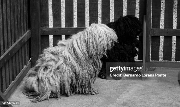 mr black & ms white - komondor stock-fotos und bilder