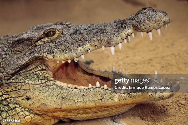 nile crocodile - boca animal fotografías e imágenes de stock