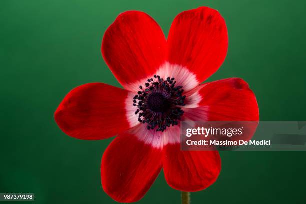 anemone rosso - medici stock pictures, royalty-free photos & images