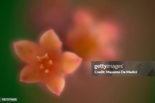 eceverria sp fiore - medici stock pictures, royalty-free photos & images