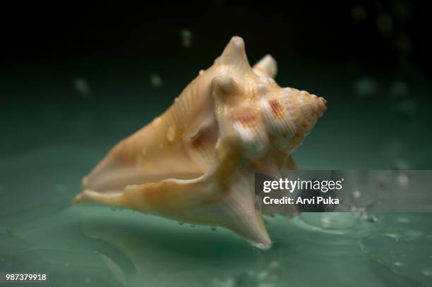 Pooka Shell Animal 19 Puka Shell Stock Photos, High-Res Pictures, and Images - Getty Images