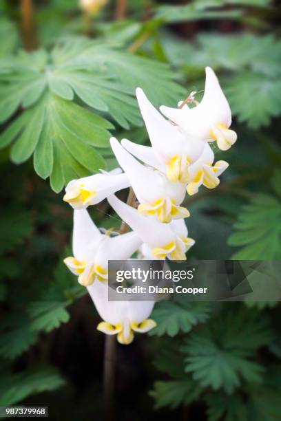 dutchman's breeches - breeches stockfoto's en -beelden