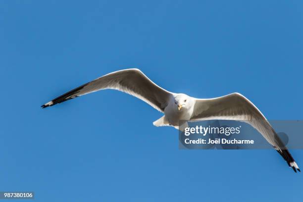 mouette - mouette stock pictures, royalty-free photos & images