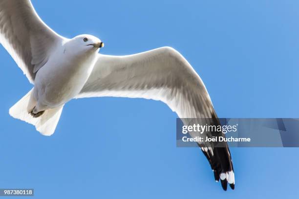 mouette-2 - mouette stock pictures, royalty-free photos & images