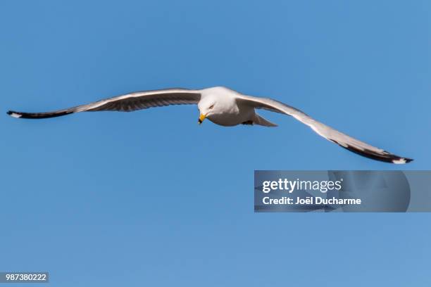mouette3 - mouette stock pictures, royalty-free photos & images