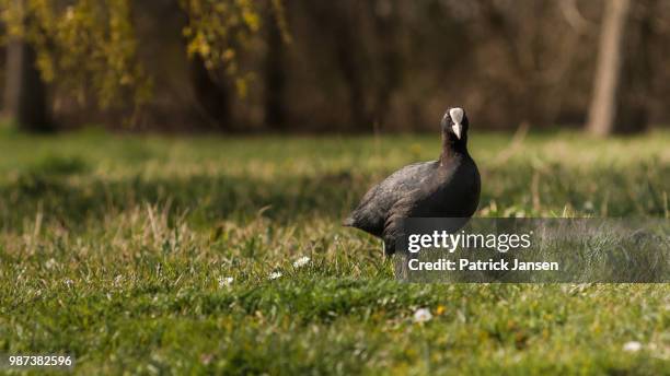 995 Black Coot Stock Photos, High-Res Pictures, and Images - Getty Images