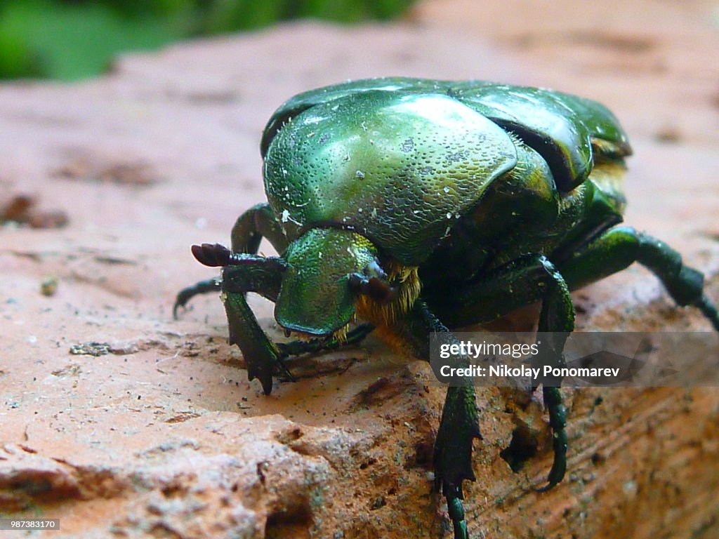 Bug