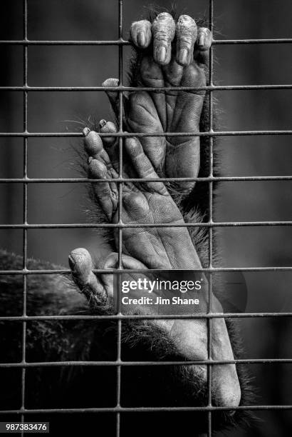 monkey feet - animal hand stock pictures, royalty-free photos & images