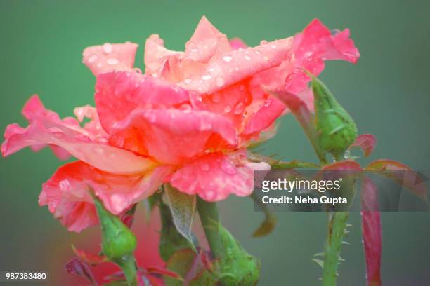pink rose - after rain - neha gupta stock pictures, royalty-free photos & images