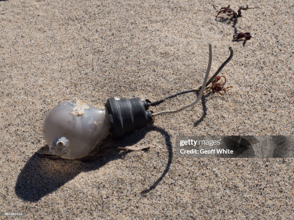 Barnacles on a bulb