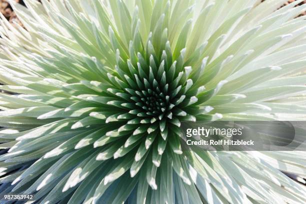 silver sword at haleakala - silver fern stock pictures, royalty-free photos & images