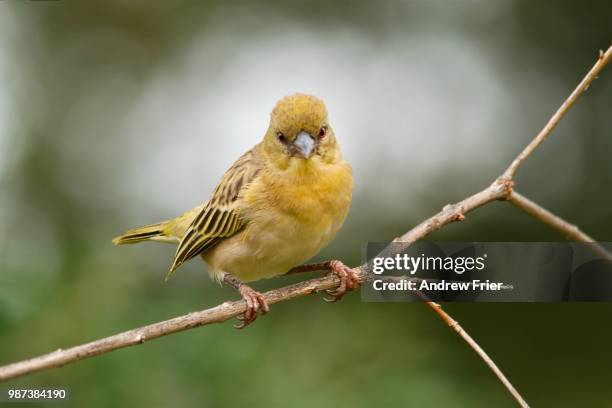 southern mask weaver - beak mask stock pictures, royalty-free photos & images