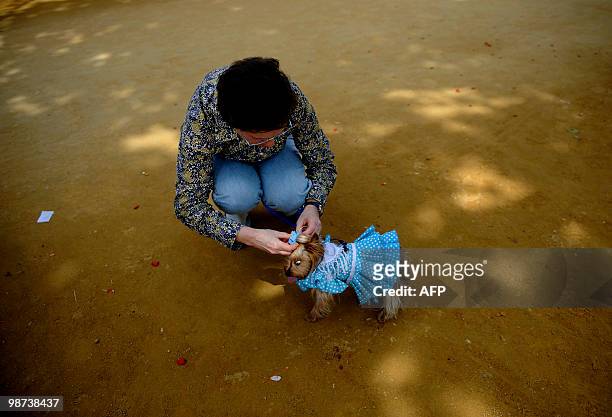 Woman dresses her dog with a traditional Sevillana dresses at the April fair of Seville, on April 24, 2010. AFP PHOTO / CRISTINA QUICLER