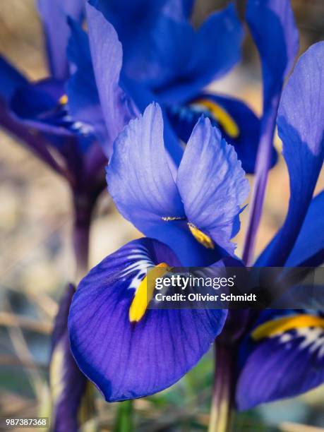 netzblatt-schwertlilie (iris reticulata) - iris reticulata stock pictures, royalty-free photos & images