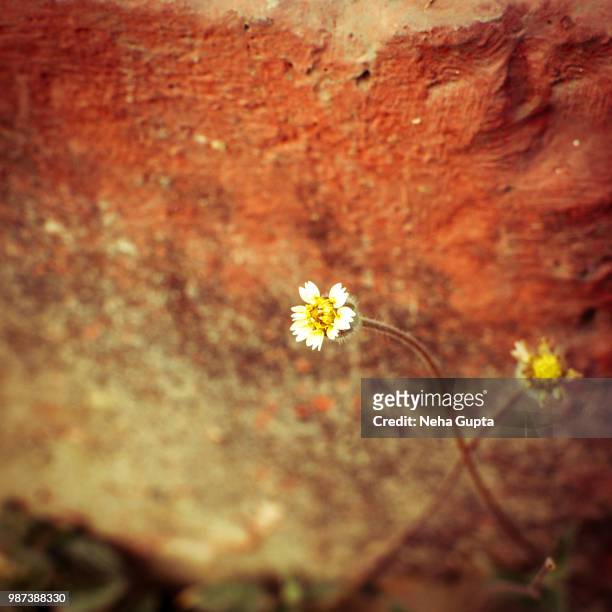 wildflowers growing in a wall - neha gupta stock pictures, royalty-free photos & images