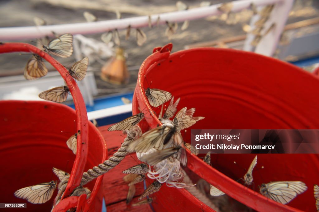 Butterflies