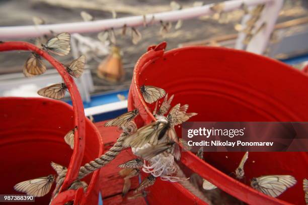 Butterflies High-Res Stock Photo