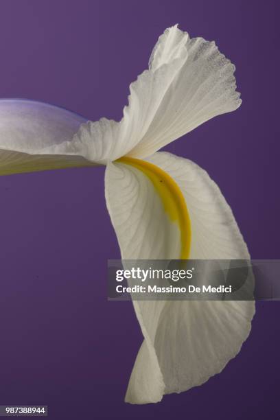 iris bianco - medici stock pictures, royalty-free photos & images