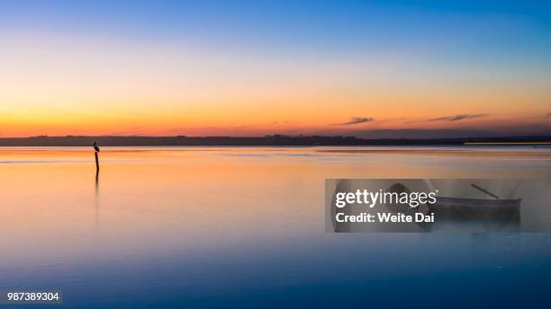 a bird waiting for sunset - weite stock pictures, royalty-free photos & images