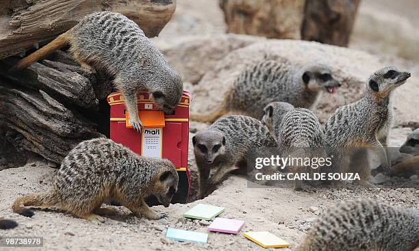 Curious meerkats are pictured on April 29 beside a plastic post box as part of a photocall at London Zoo to simulate the animals casting postal votes...