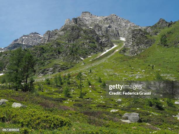 alpenroses on the slopes of mount cervandone, devero natural park - footpath sign stock pictures, royalty-free photos & images