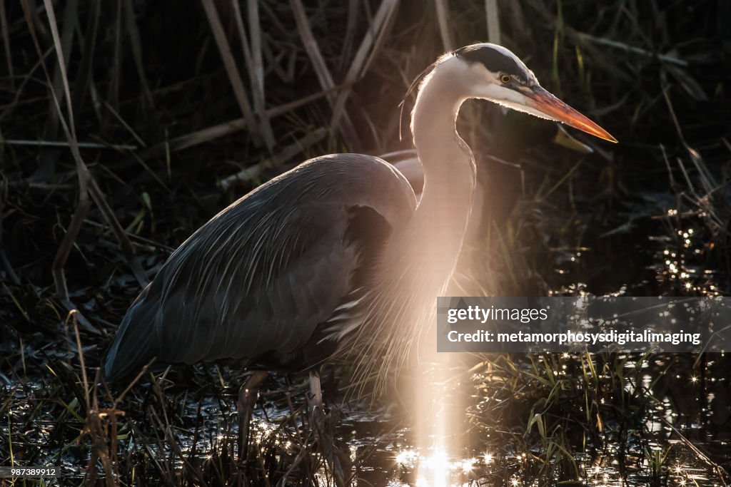 A very special Heron