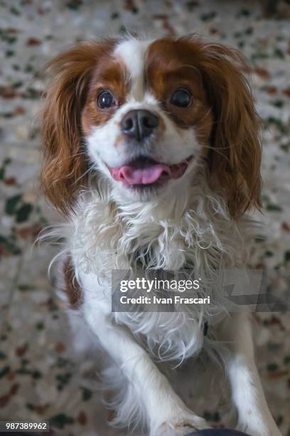 jenny cavalier king - cavalier stock-fotos und bilder