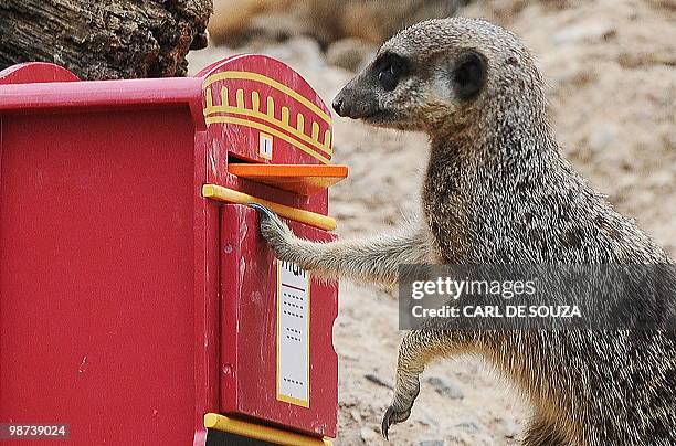 Curious meerkat is pictured on April 29 beside a plastic post box as part of a photocall at London Zoo to simulate the animals casting postal votes...