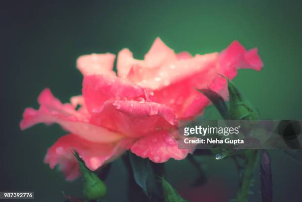 pink rose - raindrops - neha gupta stock pictures, royalty-free photos & images