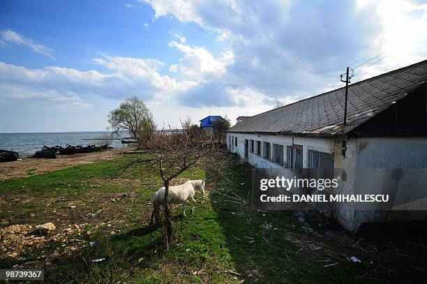 Isabelle WESSELINGH A horse walks past a building on the shore of lake Razelm in Sarichioi village, 250kms east of Bucharest on April 3, 2010. The...