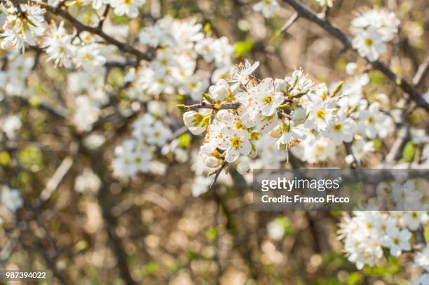 wild hawthorn flower - wild cherry tree stock-fotos und bilder