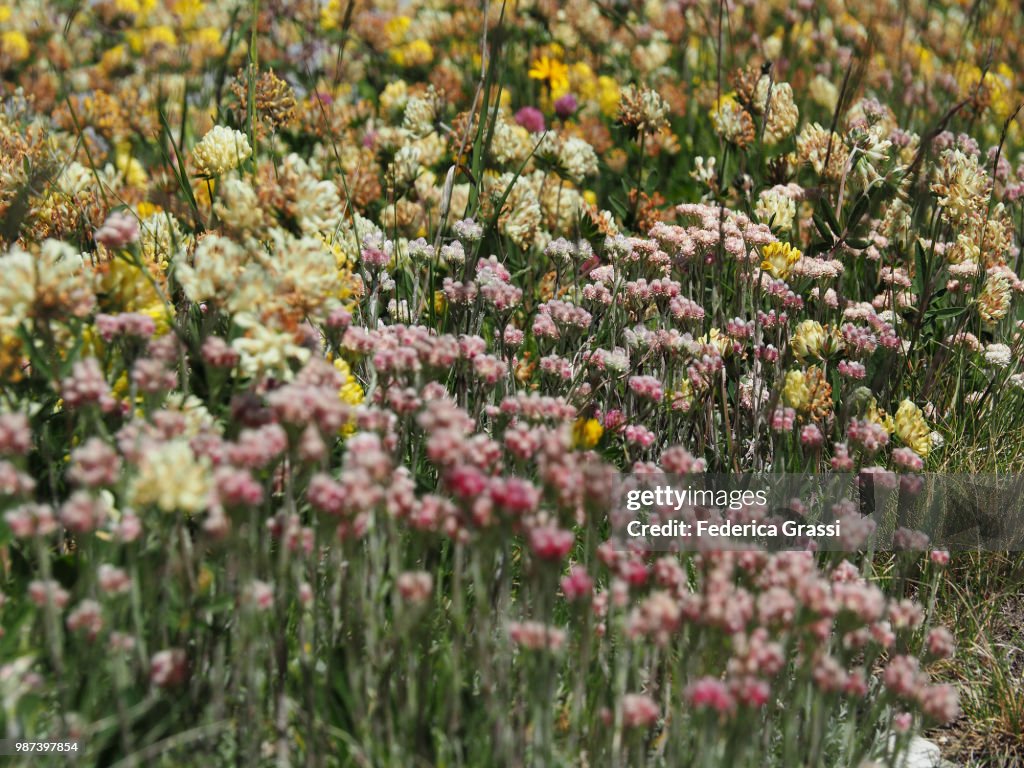 Exceptional Blooming of Wild Flowers at Simplon Pass