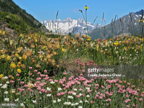 multi-colored wild flowers at simplon pass - artemisia stock pictures, royalty-free photos & images